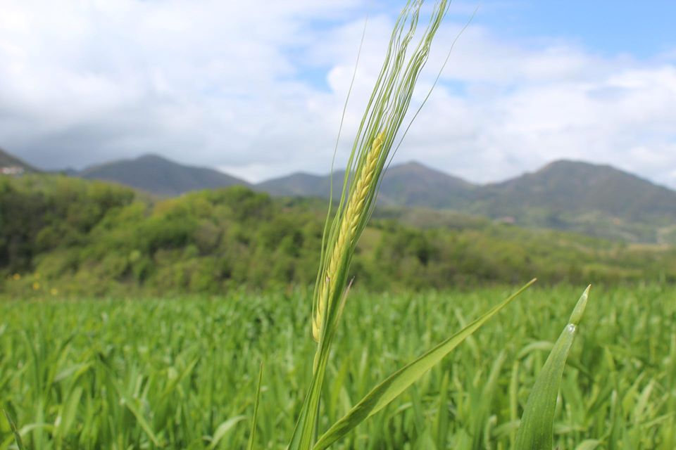 grano nel campo